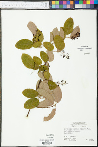 Berchemia scandens image