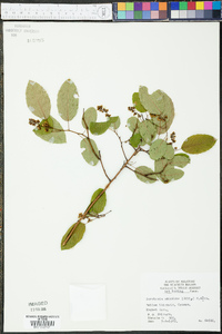 Berchemia scandens image