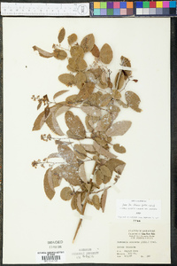 Berchemia scandens image