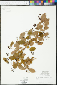 Berchemia scandens image