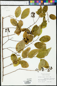 Berchemia scandens image