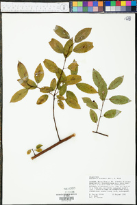 Berchemia scandens image