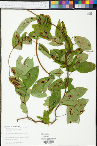 Berchemia scandens image