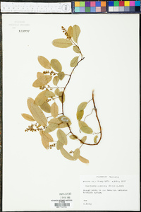 Berchemia scandens image