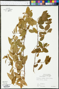 Berchemia scandens image