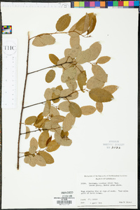 Berchemia scandens image