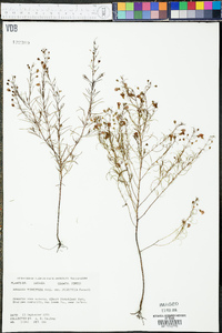 Agalinis tenuifolia var. polyphylla image