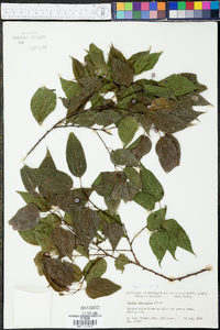 Celtis laevigata image