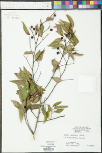 Celtis laevigata image