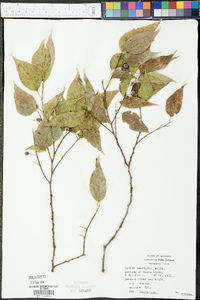 Celtis laevigata image