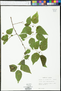 Celtis tenuifolia image