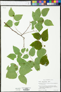 Celtis tenuifolia image