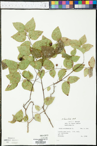 Celtis tenuifolia image