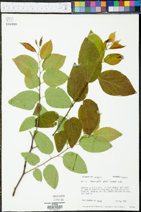 Celtis tenuifolia image