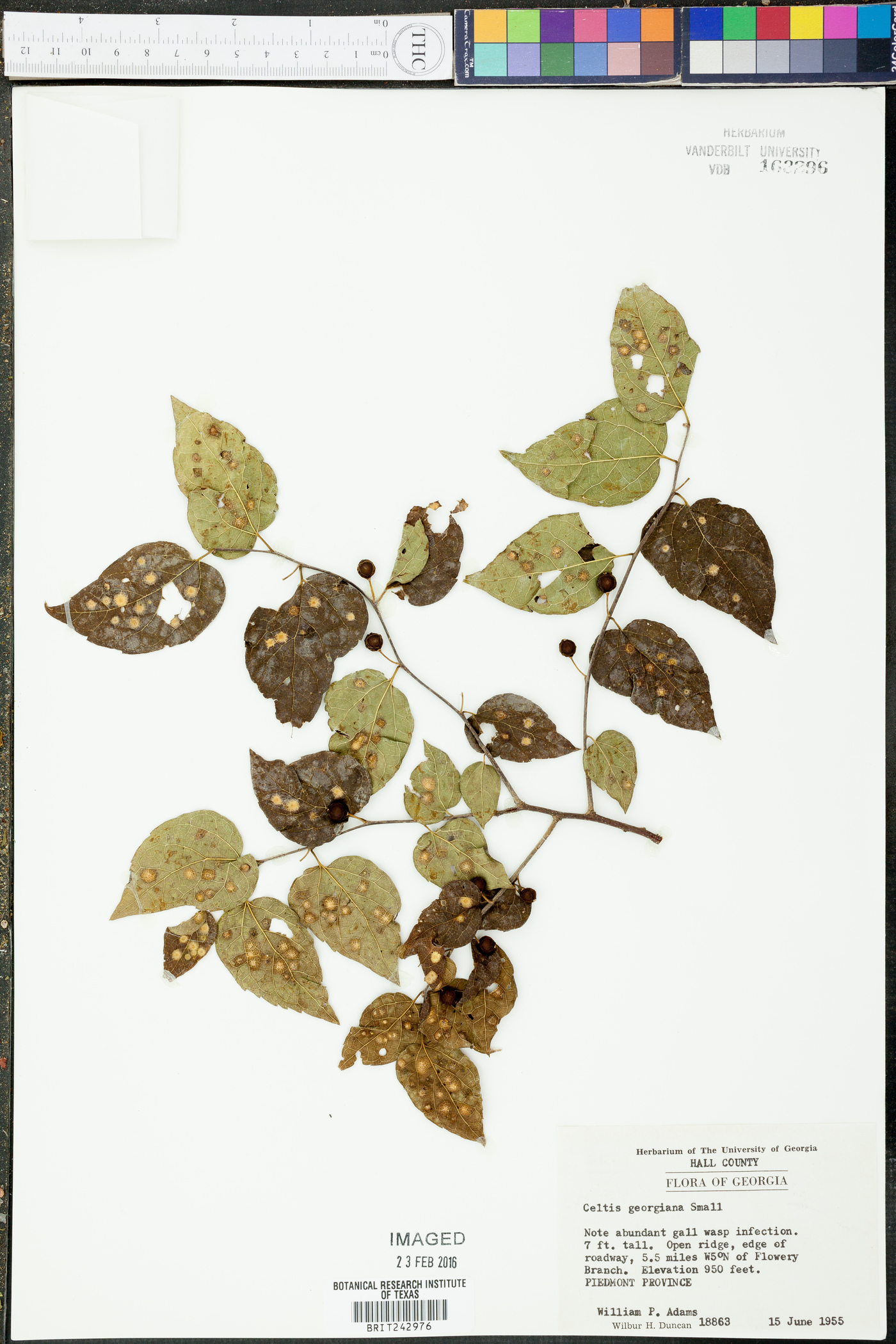 Celtis georgiana image