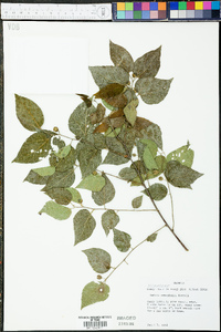 Celtis tenuifolia image