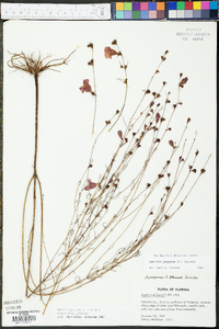 Agalinis purpurea image