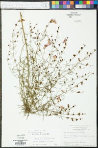 Agalinis purpurea image