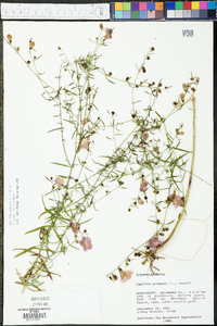 Agalinis purpurea image