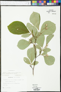 Styrax grandifolius image