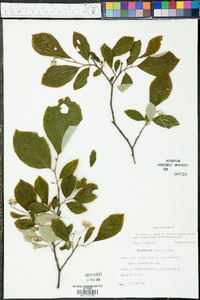 Styrax grandifolius image