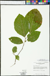 Styrax grandifolius image