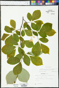 Styrax grandifolius image