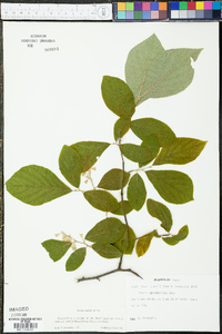 Styrax grandifolius image