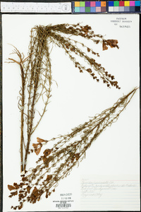 Gerardia fasciculata image