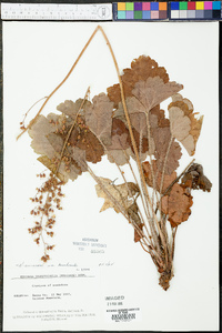 Heuchera americana image