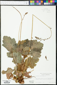 Heuchera americana image