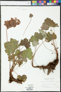 Heuchera americana image