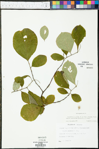 Styrax grandifolius image