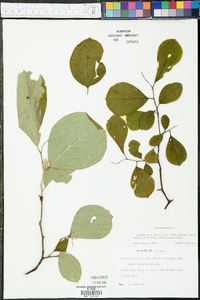 Styrax grandifolius image