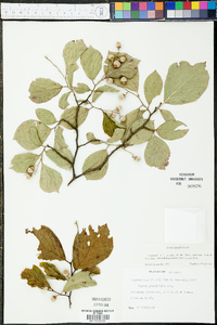 Styrax grandifolius image