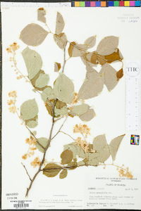 Styrax grandifolius image