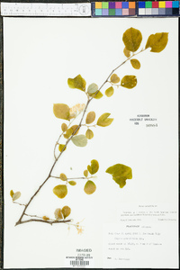 Styrax grandifolius image