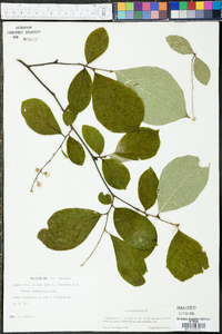 Styrax grandifolius image