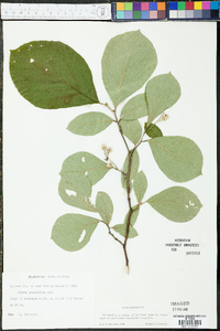 Styrax grandifolius image