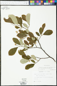 Styrax grandifolius image