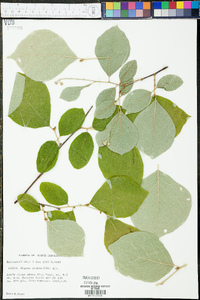 Styrax grandifolius image