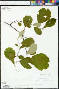 Styrax grandifolius image