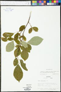 Styrax grandifolius image