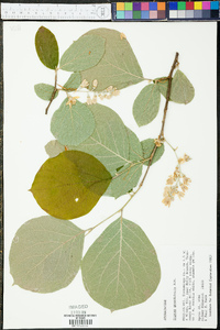 Styrax grandifolius image