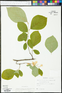 Styrax grandifolius image