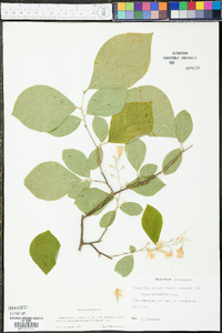 Styrax grandifolius image