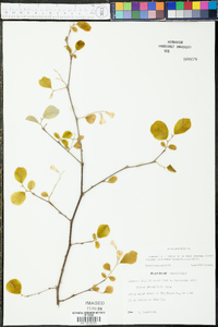 Styrax grandifolius image