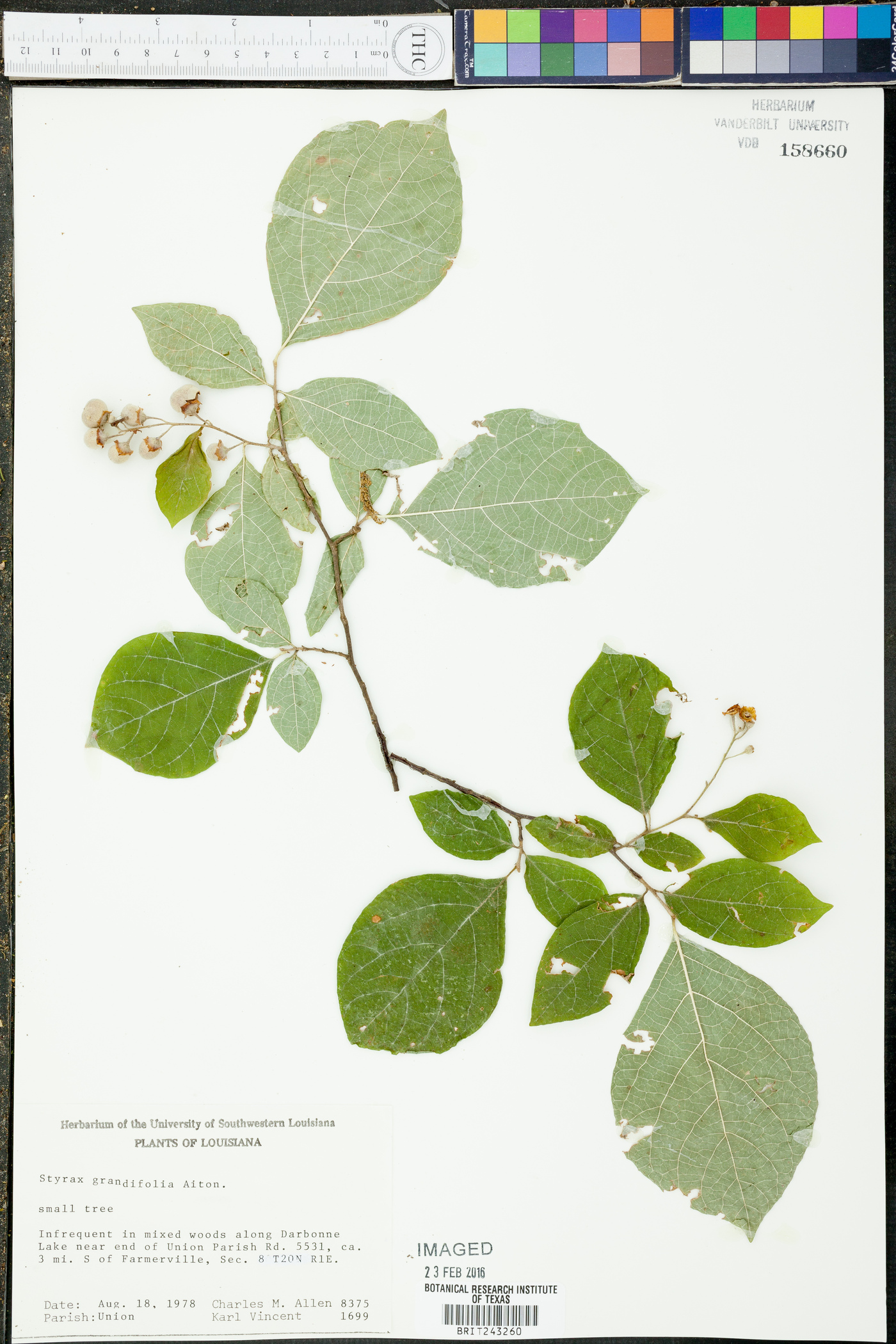 Styrax grandifolius image