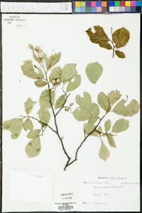 Styrax grandifolius image