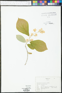 Styrax grandifolius image